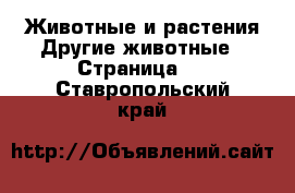 Животные и растения Другие животные - Страница 6 . Ставропольский край